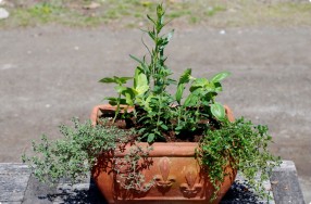 Container Herb Gardening