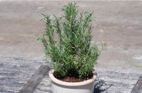 Planting & Growing Rosemary