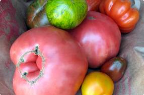 All About Heirloom Tomatoes