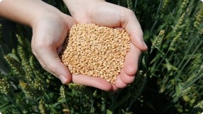 Milling Whole Grains