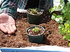 Planting & Growing Cilantro