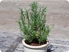 Planting & Growing Rosemary