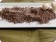 Dessert Dirt
