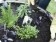 Small Space Gardening (Part 3): Container Gardening