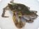 Cleaning a Soft Shell Crab